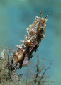   Lined Seahorse found Blue Heron Bridge Palm Beach Florida. Florida  